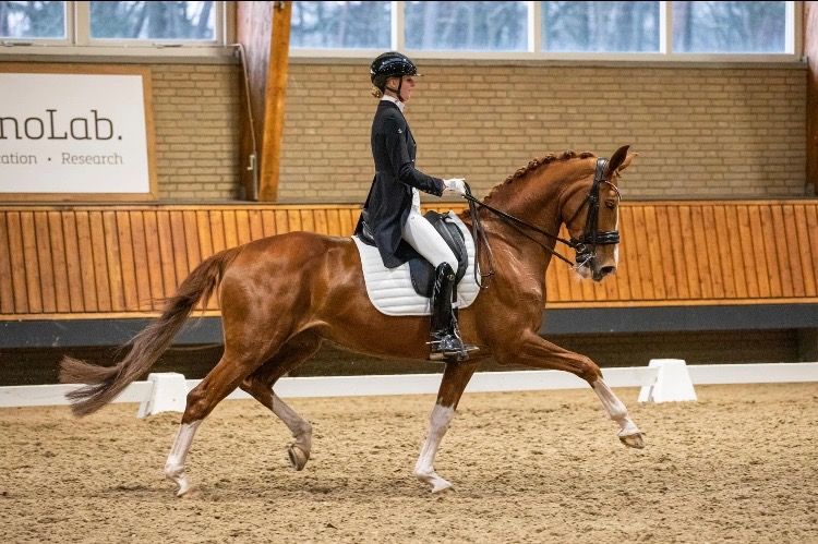 dressuurpaard Merrie 12 jaar Vos te koop - Foto 4
