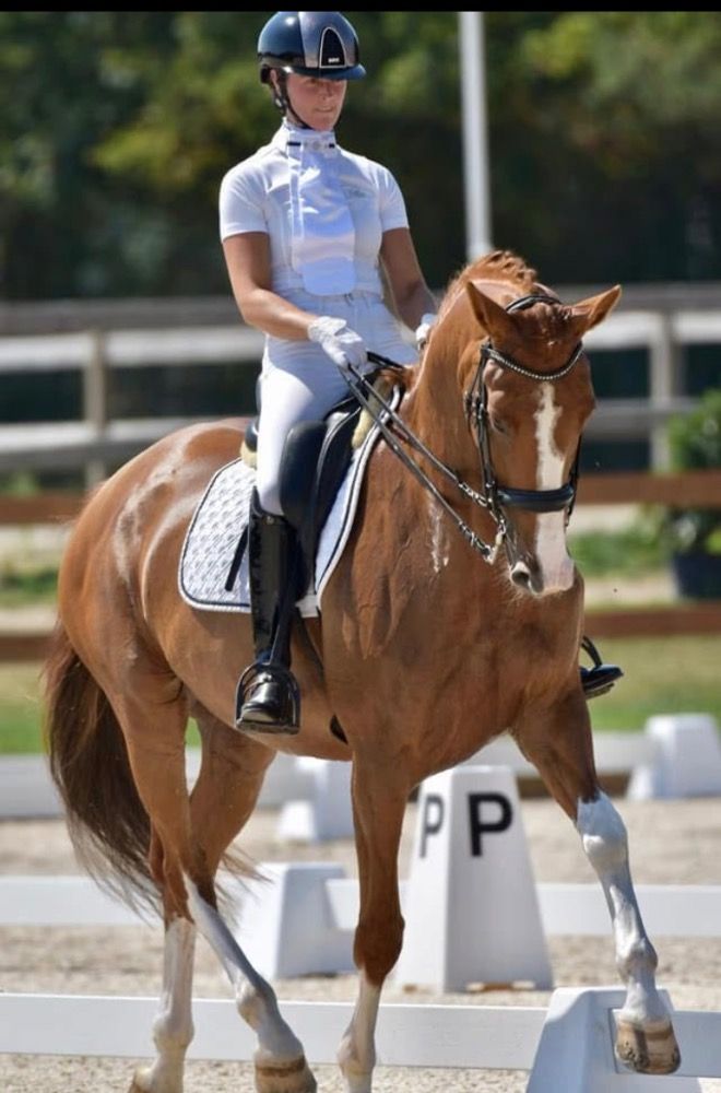 dressuurpaard Merrie 12 jaar Vos te koop - Hoofdfoto