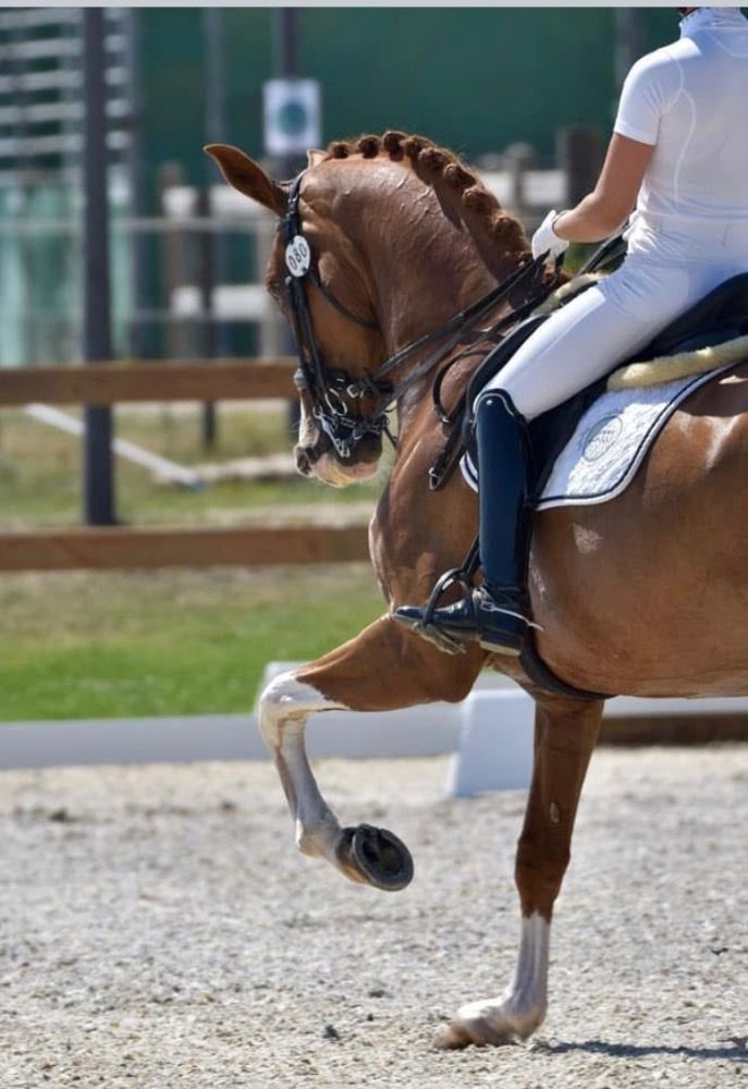 dressuurpaard Merrie 12 jaar Vos te koop - Foto 2