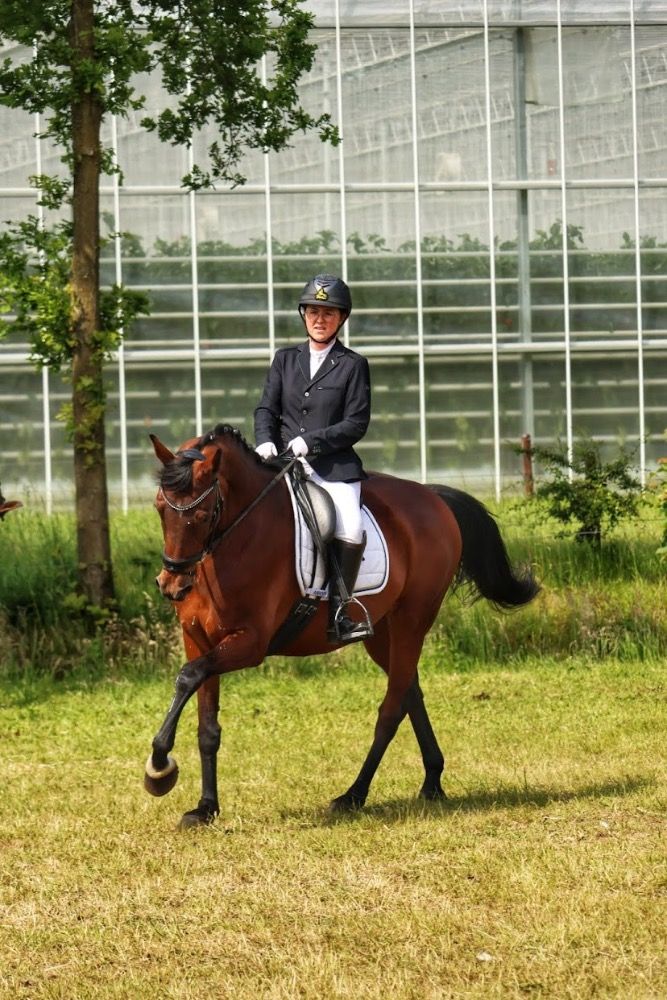 SBS allrounder Merrie 11 jaar Bruin te koop - Foto 3