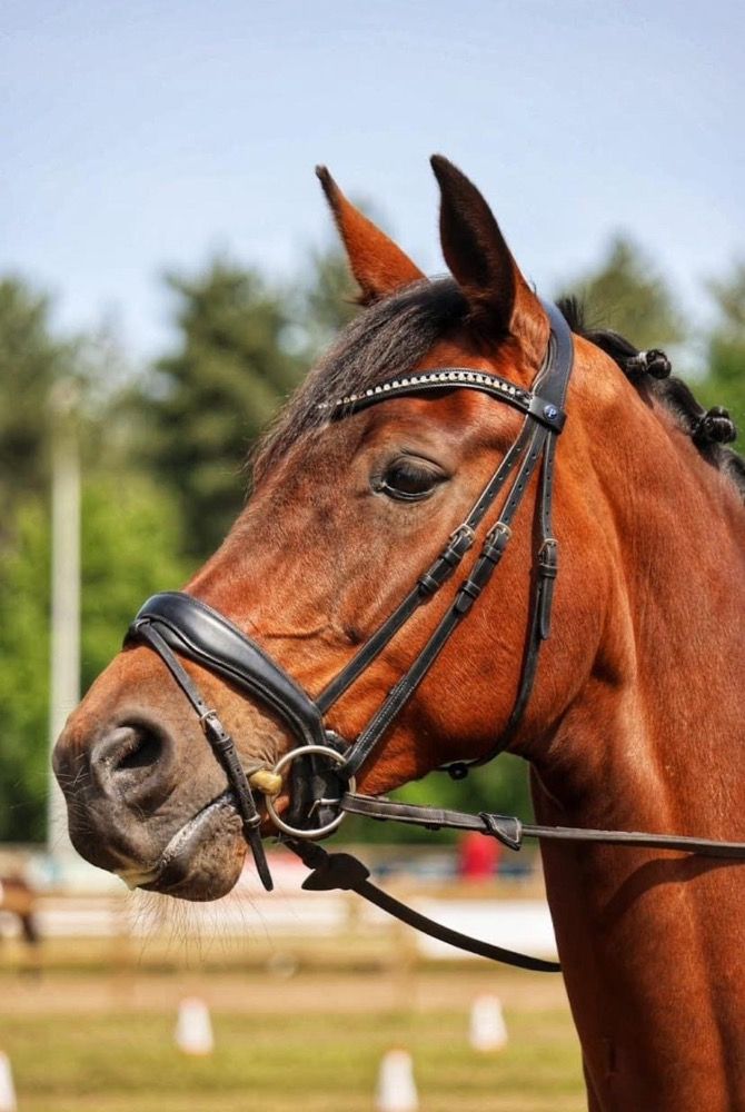 SBS allrounder Merrie 11 jaar Bruin te koop - Foto 2