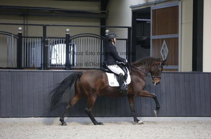 SBS allrounder Merrie 11 jaar Bruin te koop - Foto 4