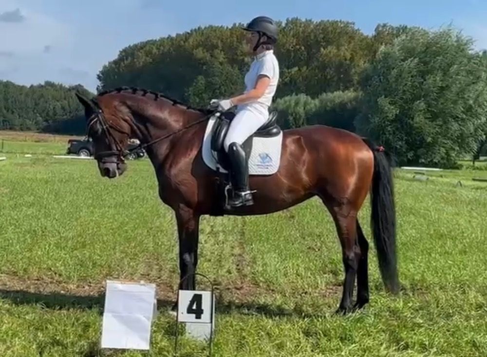 Knappe 11-jarige merrie
