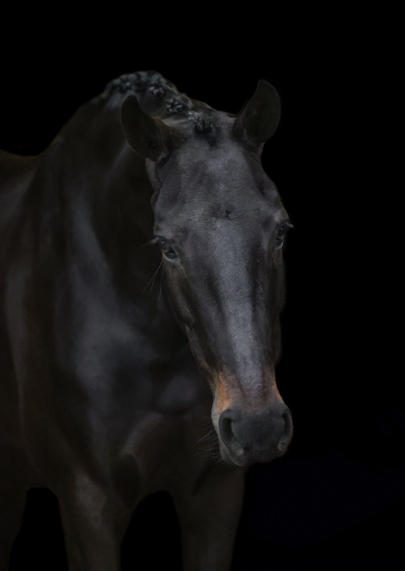 kwpn dressuurpaard merrie 6 سنوات donkerbruin للبيع - صورة 2
