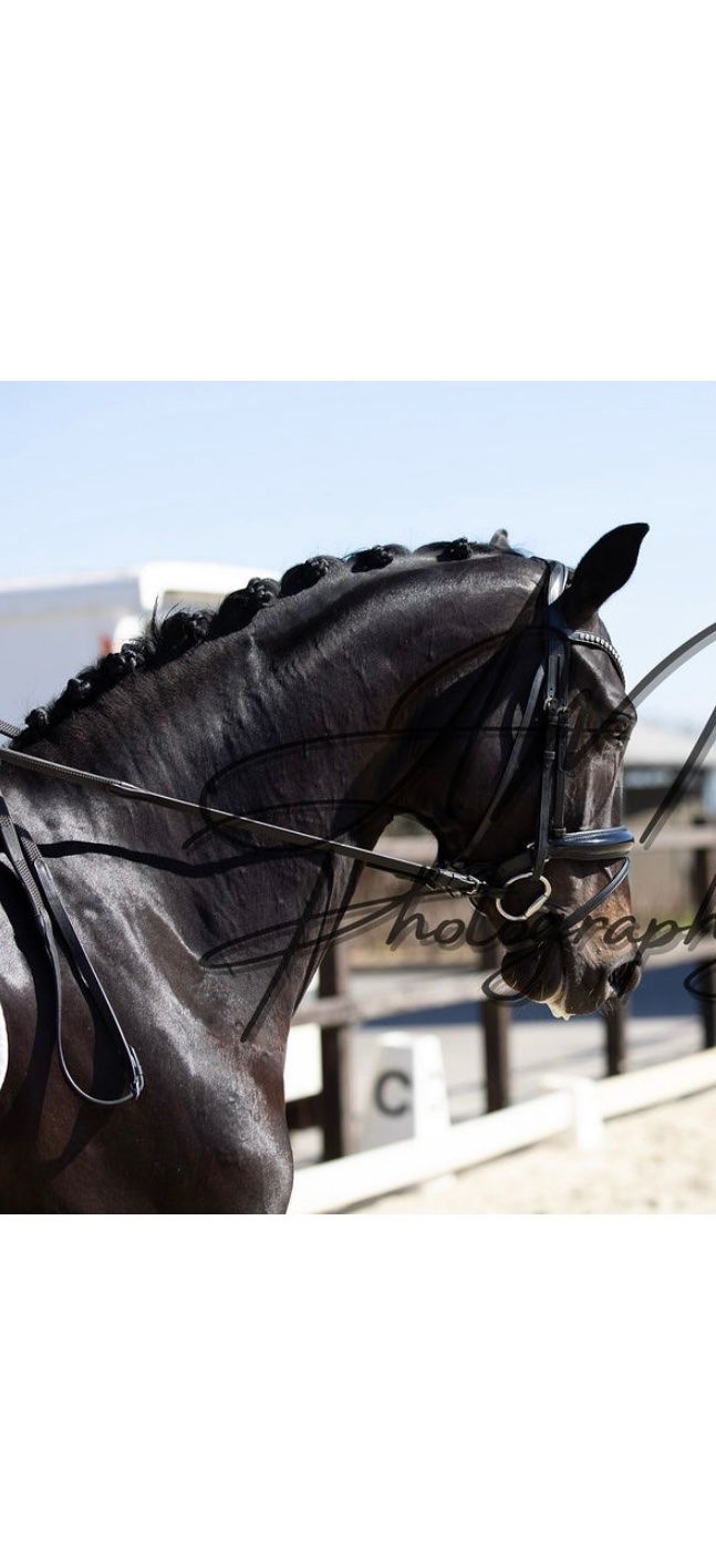 kwpn dressuurpaard merrie 6 سنوات donkerbruin للبيع - صورة 4