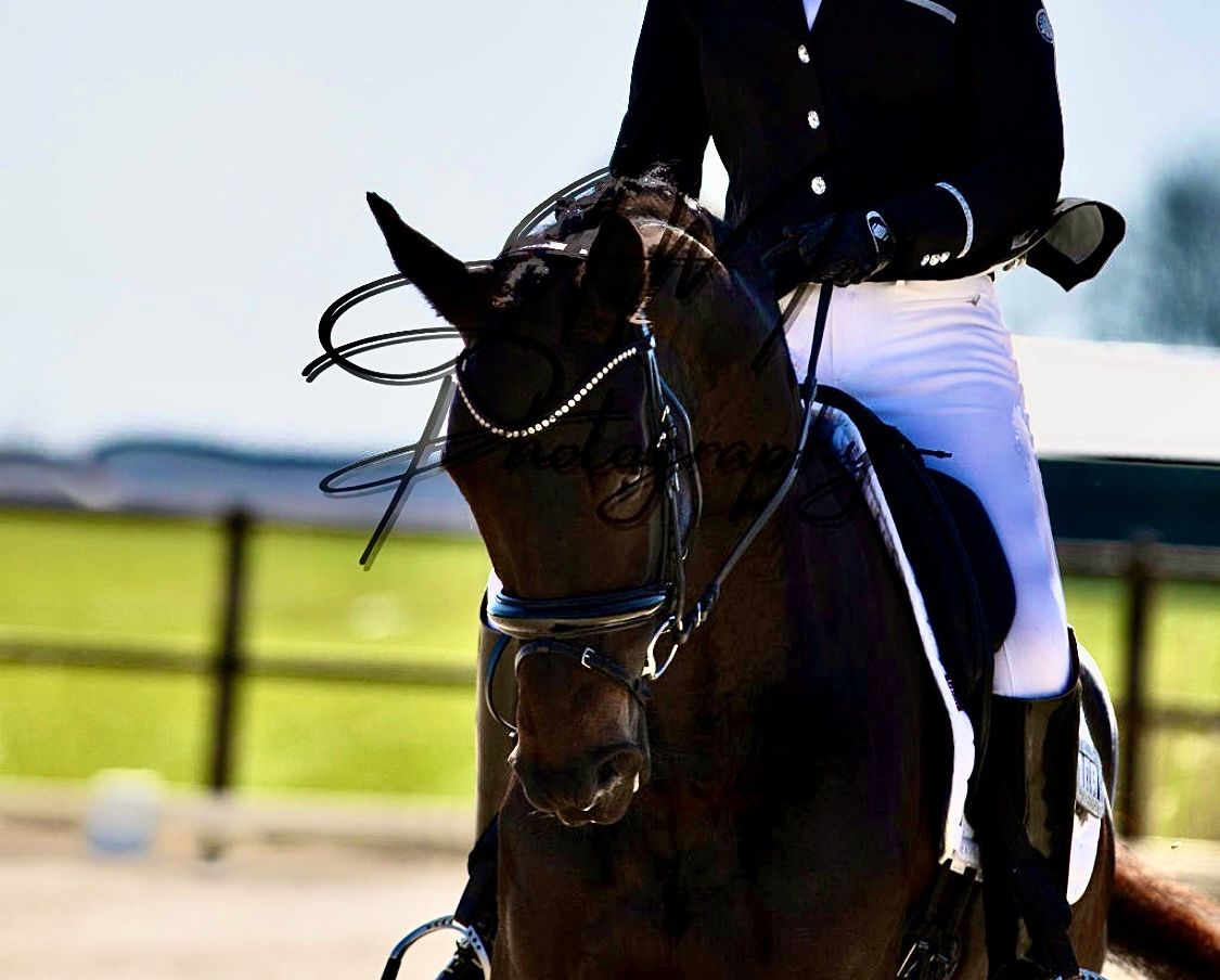 kwpn dressuurpaard merrie 6 سنوات donkerbruin للبيع - صورة 3