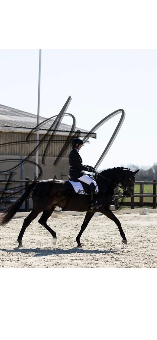 kwpn dressuurpaard merrie 6 سنوات donkerbruin للبيع - صورة 5