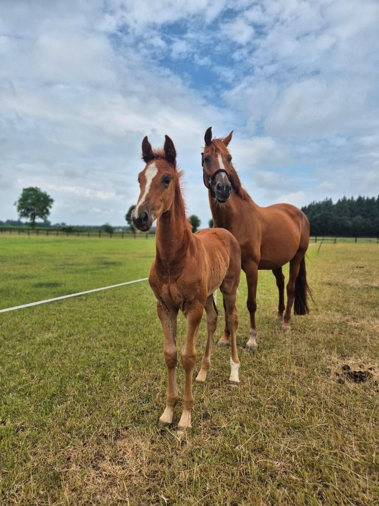 KWPN dressuurpaard Hengst Vos te koop - Foto 3