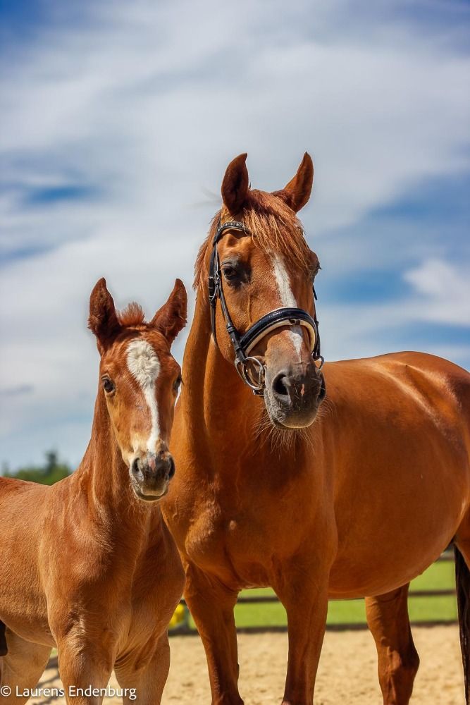 KWPN dressuurpaard Hengst Vos te koop - Foto 4