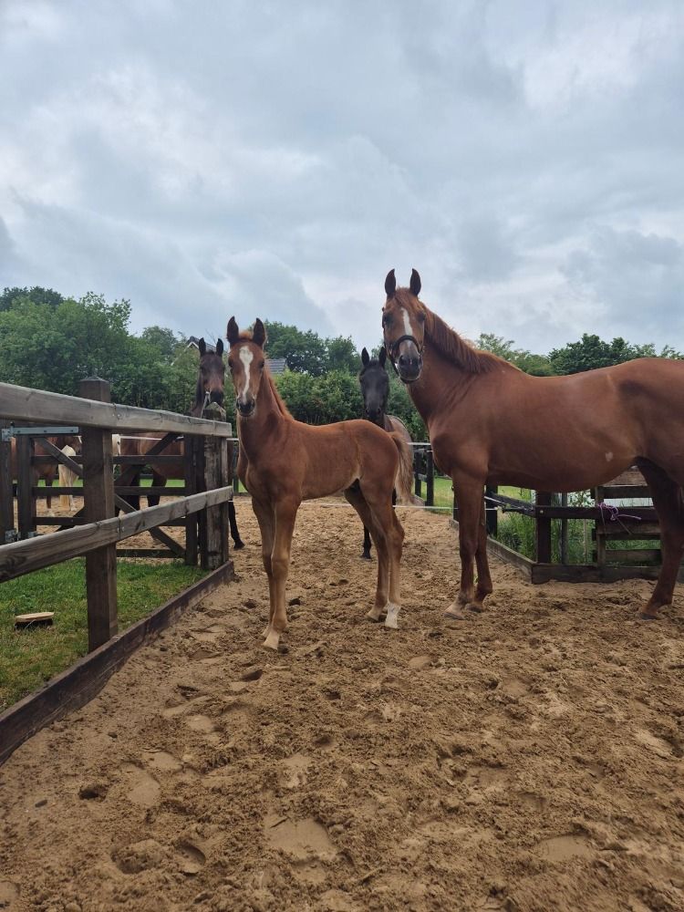 KWPN dressuurpaard Hengst Vos te koop - Foto 6
