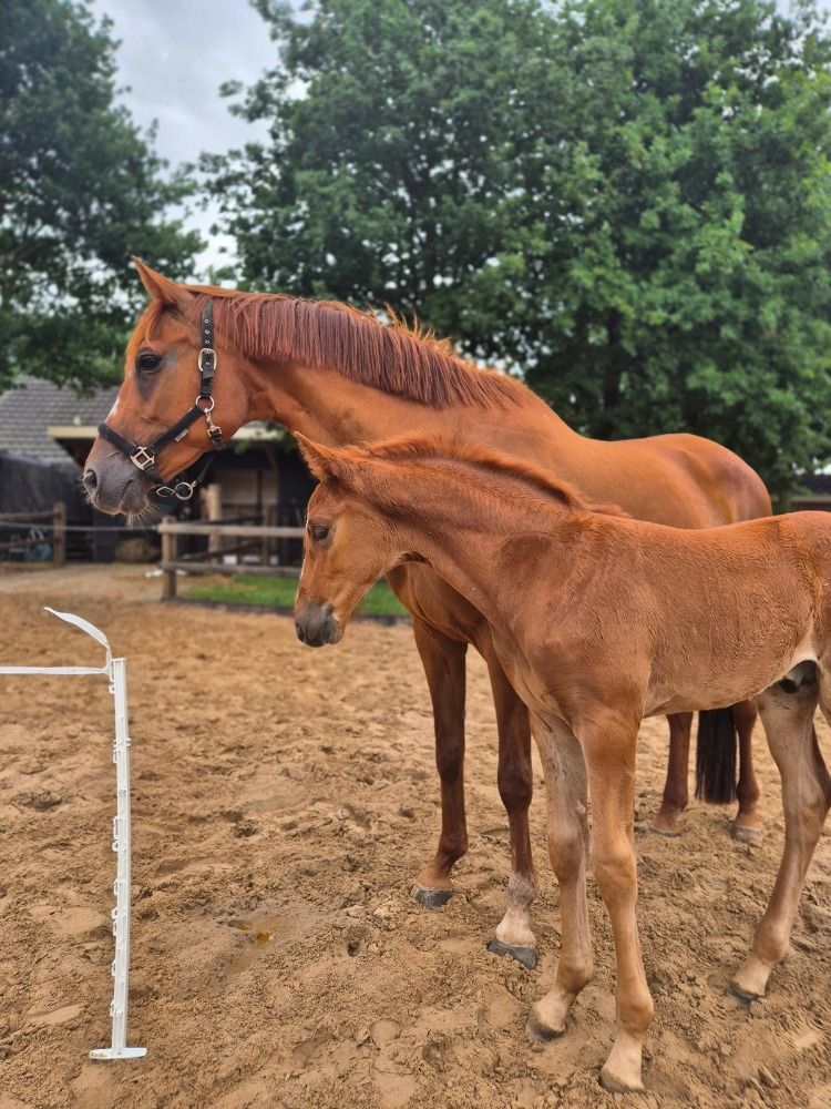 KWPN dressuurpaard Hengst Vos te koop - Foto 5