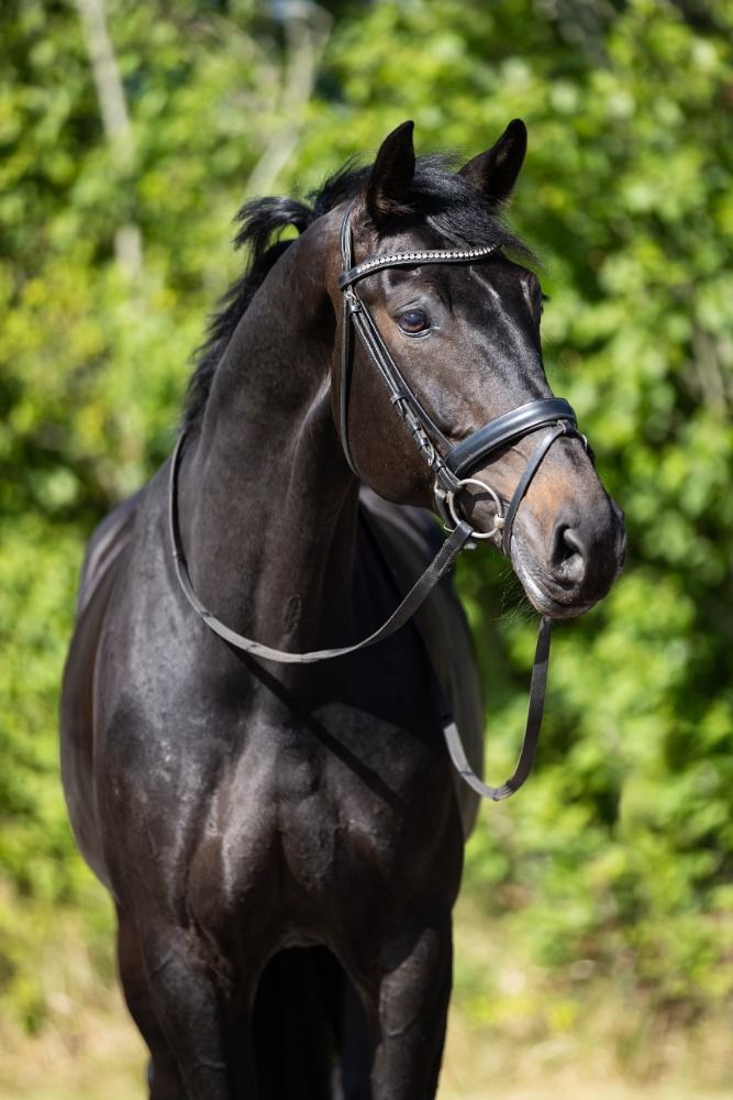 KWPN dressuurpaard 5 jaar Zwart te koop - Foto 2