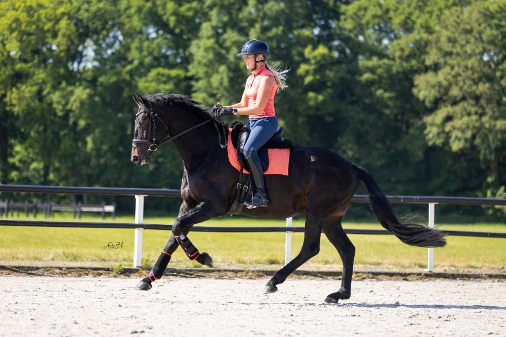 KWPN dressuurpaard 5 jaar Zwart te koop - Foto 4