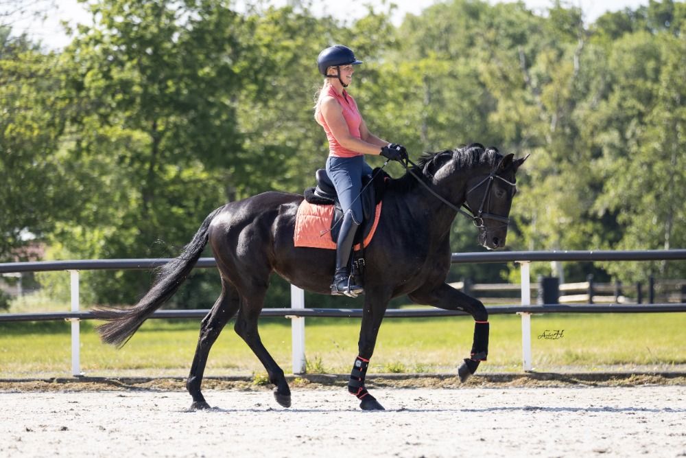 KWPN dressuurpaard 5 jaar Zwart te koop - Foto 3