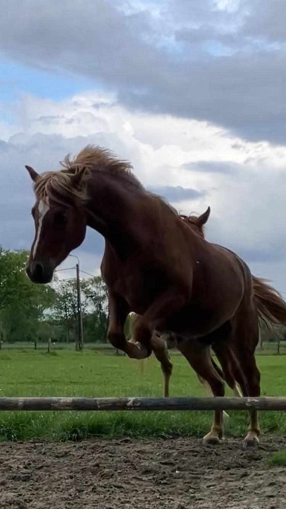 Haflinger allround-pony Ruin 3 jaar Vos te koop - Foto 2