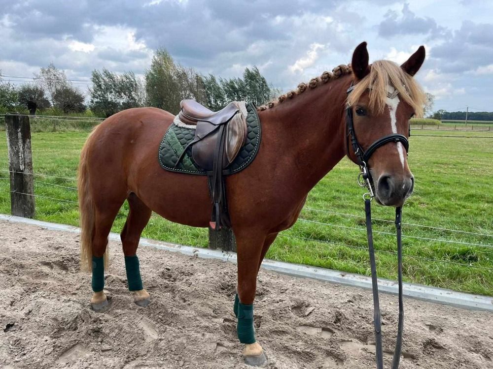 Haflinger allround-pony Ruin 3 jaar Vos te koop - Foto 3