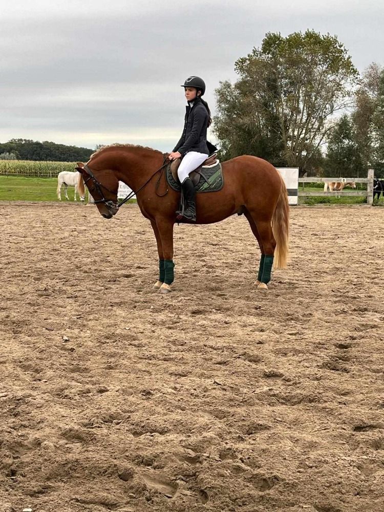 Haflinger allround-pony Ruin 3 jaar Vos te koop - Foto 4