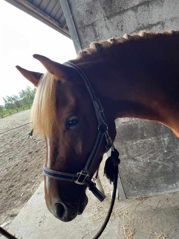 allround-pony