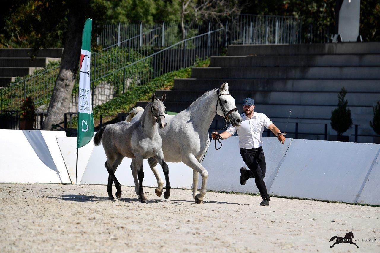 Canissa — リピッツァ（Lipizzan）牝駒、2025年生まれ