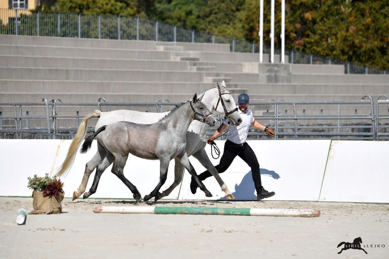 autre cheval pouliche 1 years old for sale - Photo 2