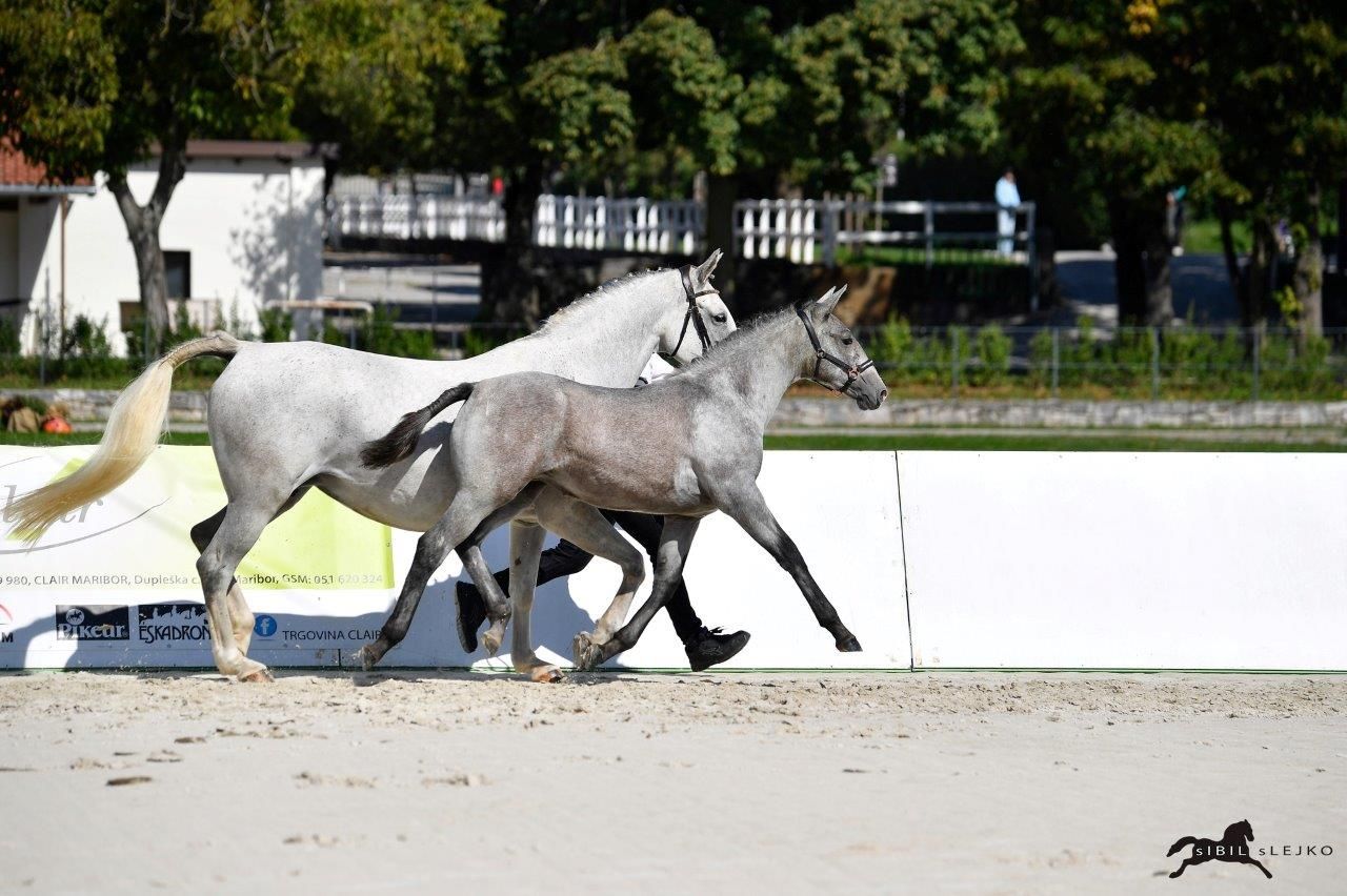 autre cheval pouliche 1 years old for sale - Photo 3