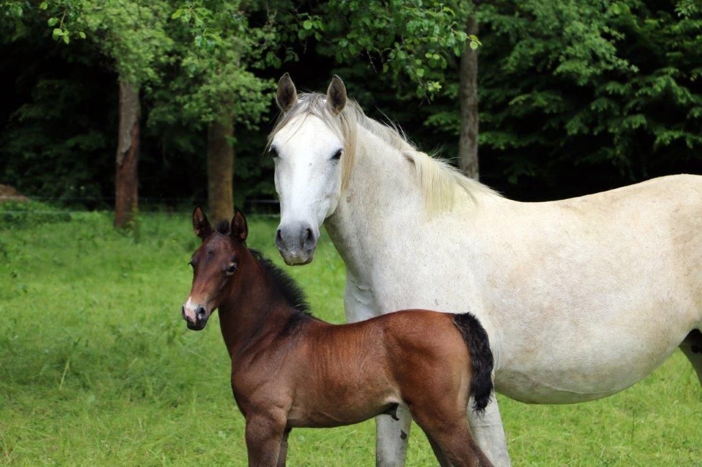 autre cheval pouliche 1 years old for sale - Photo 4