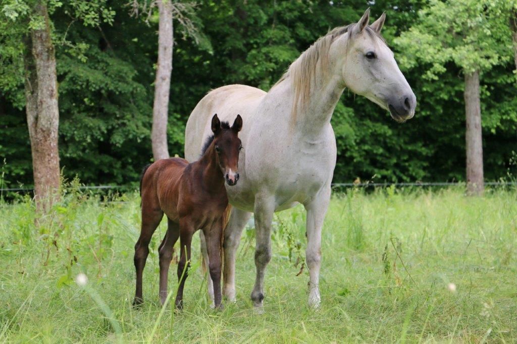 autre cheval pouliche 1 years old for sale - Photo 6