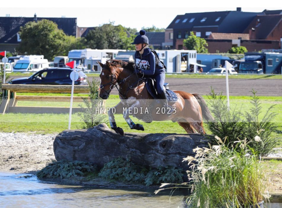 Ander stamboek eventingpony Ruin 14 jaar Bruin te koop - Foto 4
