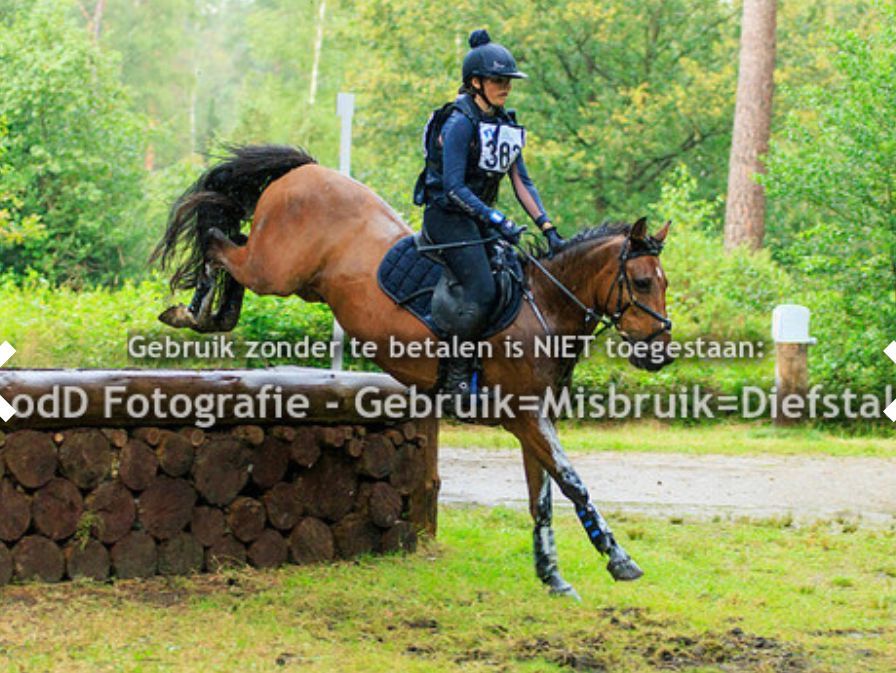 Ander stamboek eventingpony Ruin 14 jaar Bruin te koop - Foto 5