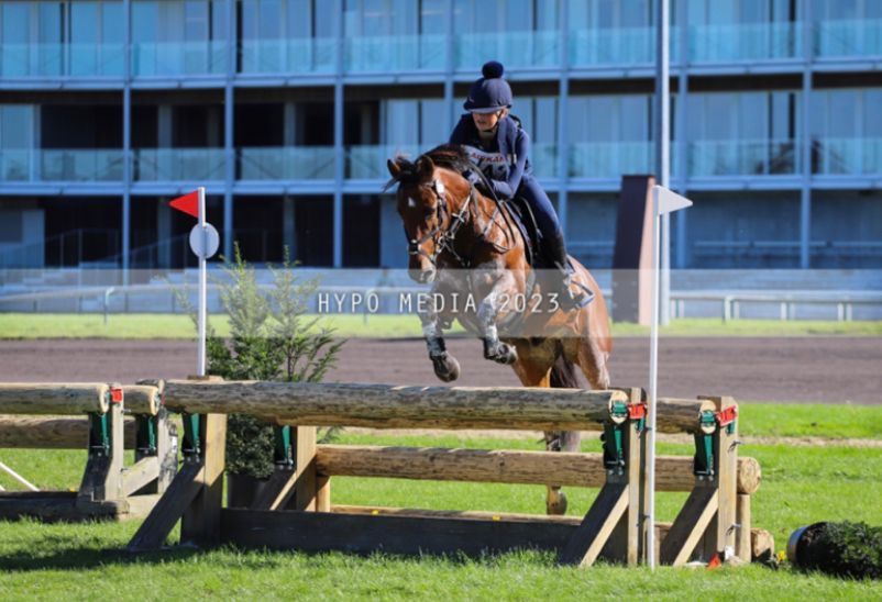 Ander stamboek eventingpony Ruin 14 jaar Bruin te koop - Foto 6
