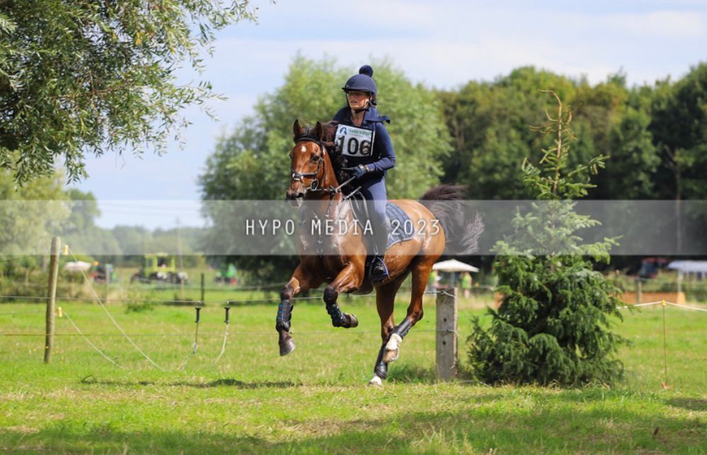 Ander stamboek eventingpony Ruin 14 jaar Bruin te koop - Foto 2