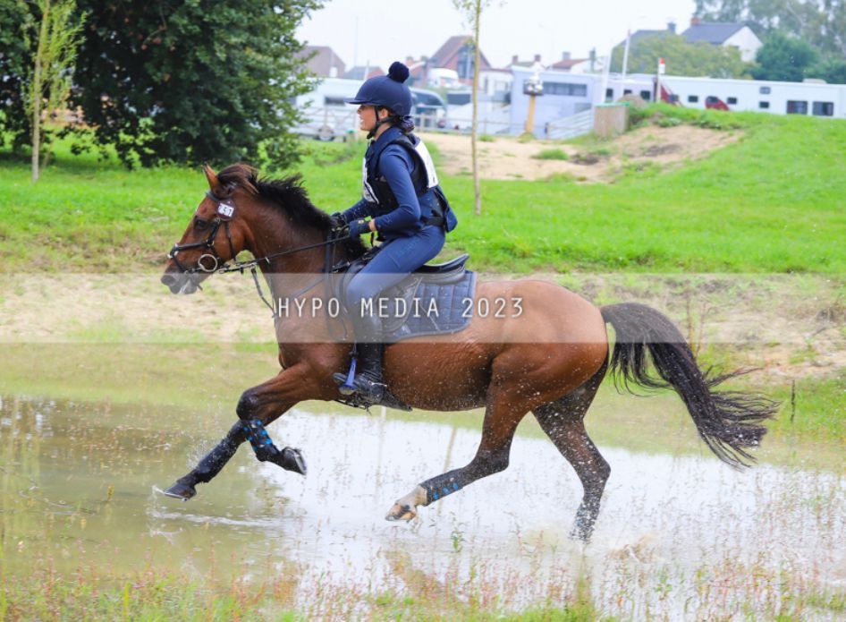 Ander stamboek eventingpony Ruin 14 jaar Bruin te koop - Foto 3