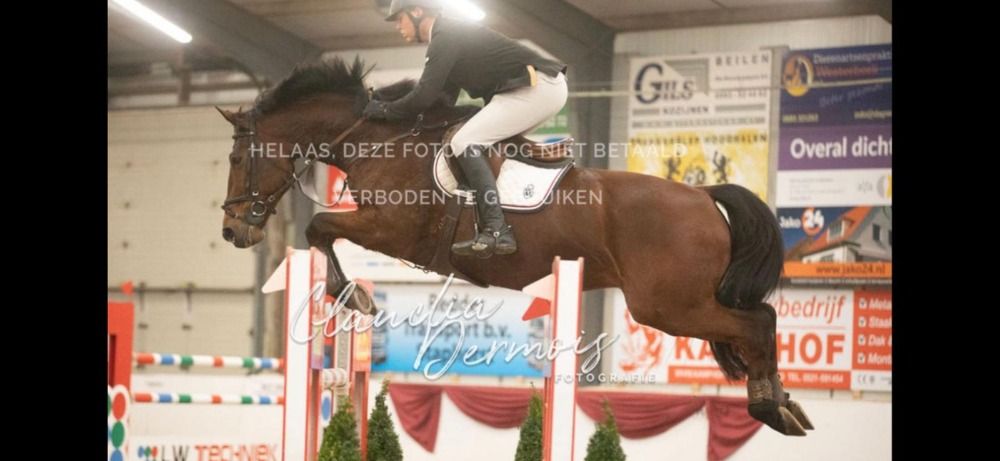 KWPN springpaard Ruin 11 jaar Bruin te koop - Hoofdfoto