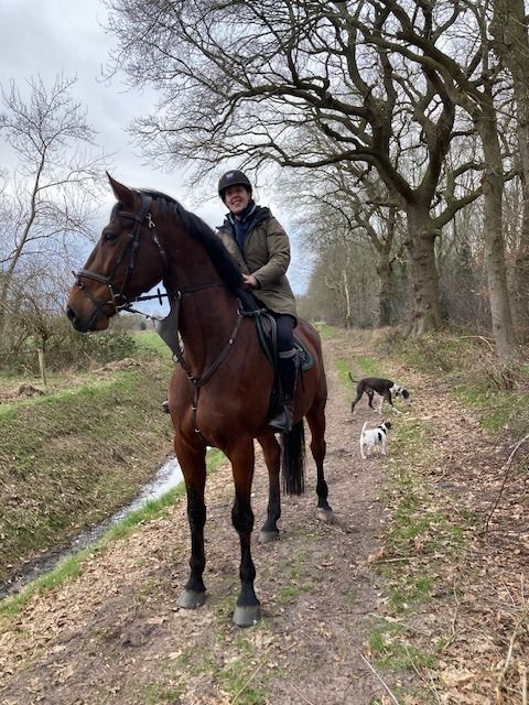 KWPN springpaard Ruin 11 jaar Bruin te koop - Foto 6
