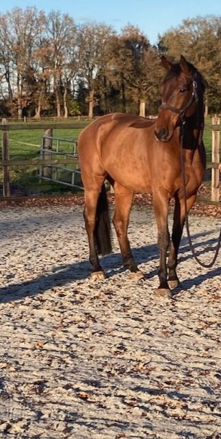 KWPN springpaard Ruin 11 jaar Bruin te koop - Foto 5