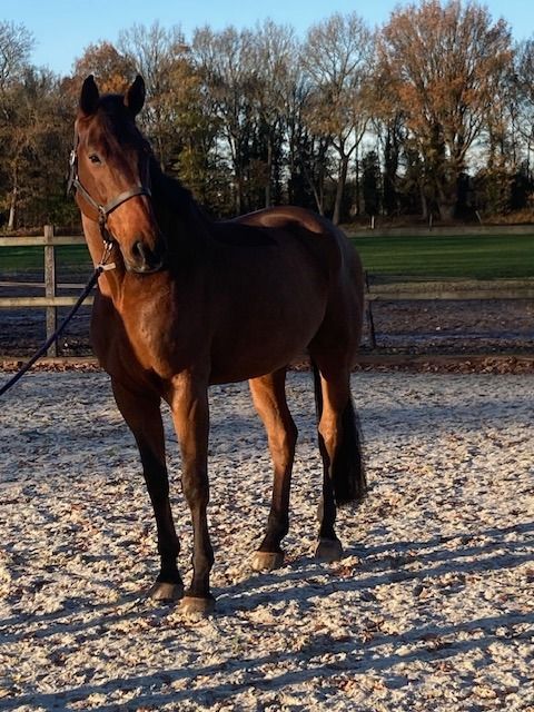 KWPN springpaard Ruin 11 jaar Bruin te koop - Foto 4