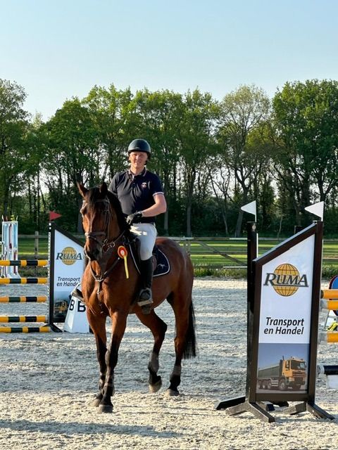 KWPN springpaard Ruin 11 jaar Bruin te koop - Foto 3