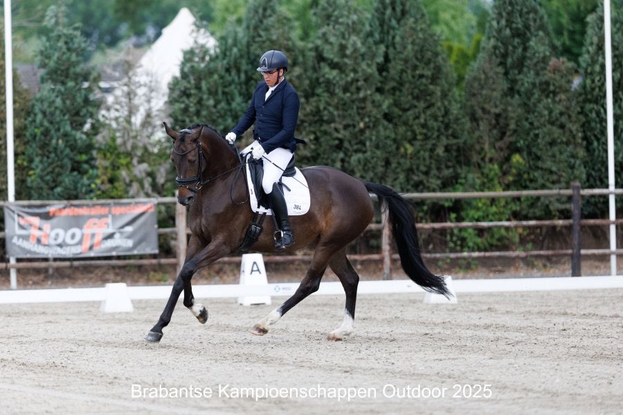 KWPN dressuurpaard Merrie 5 años Donkerbruin en venta - Foto 4