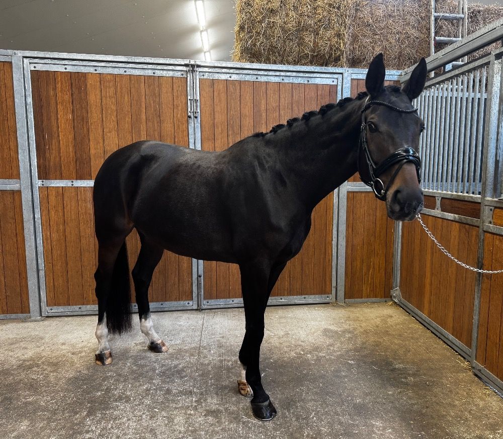 KWPN dressuurpaard Merrie 5 años Donkerbruin en venta - Foto 2