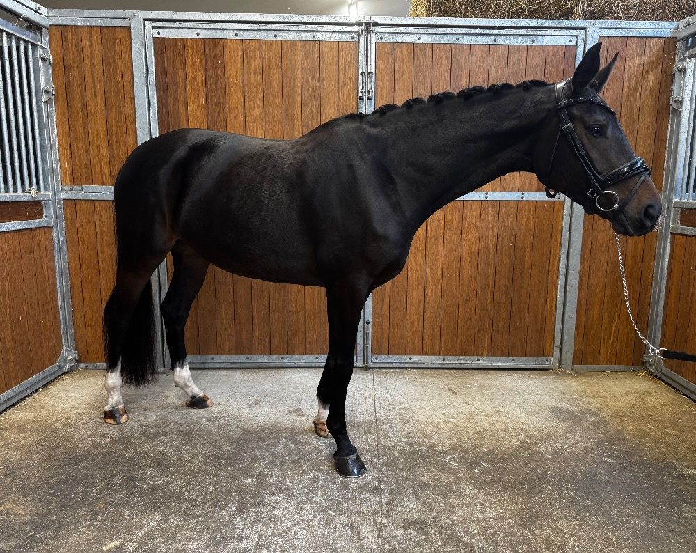 KWPN dressuurpaard Merrie 5 años Donkerbruin en venta - Foto 3