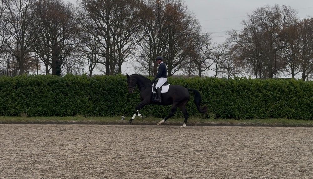 Talentvolle 5 jarige merrie!
