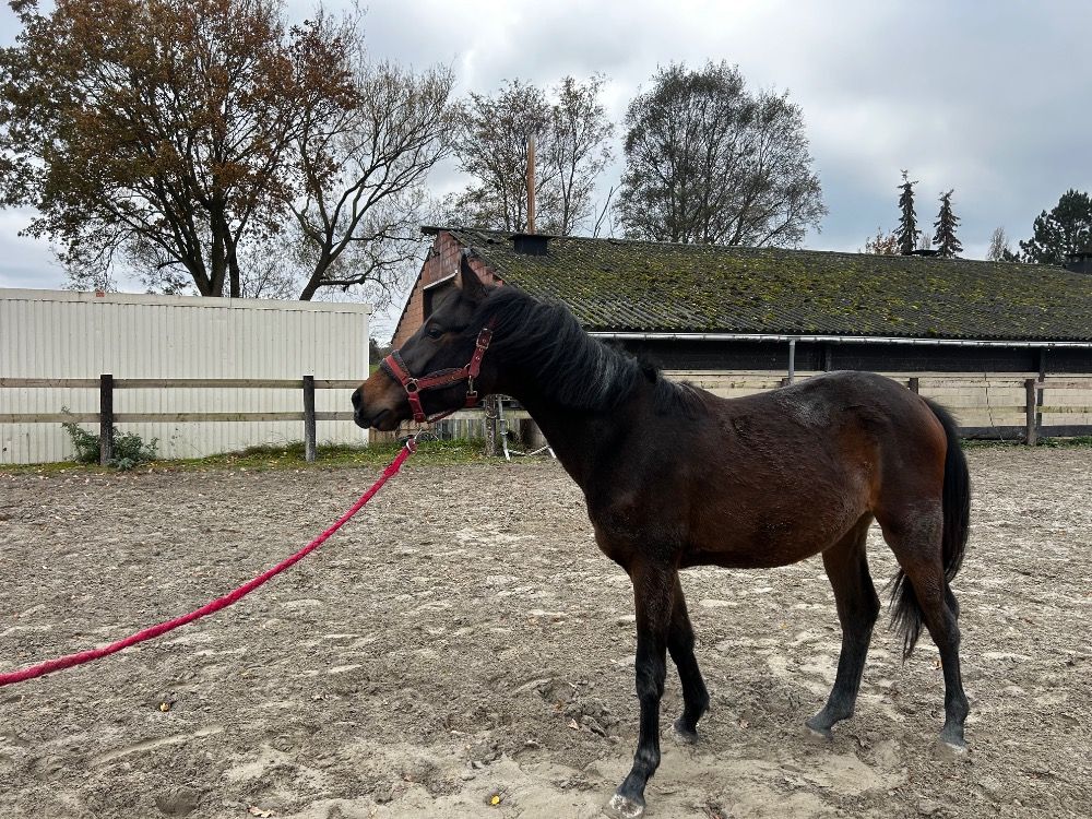 BWP springpaard Merrie 2 jaar Donkerbruin te koop - Foto 3
