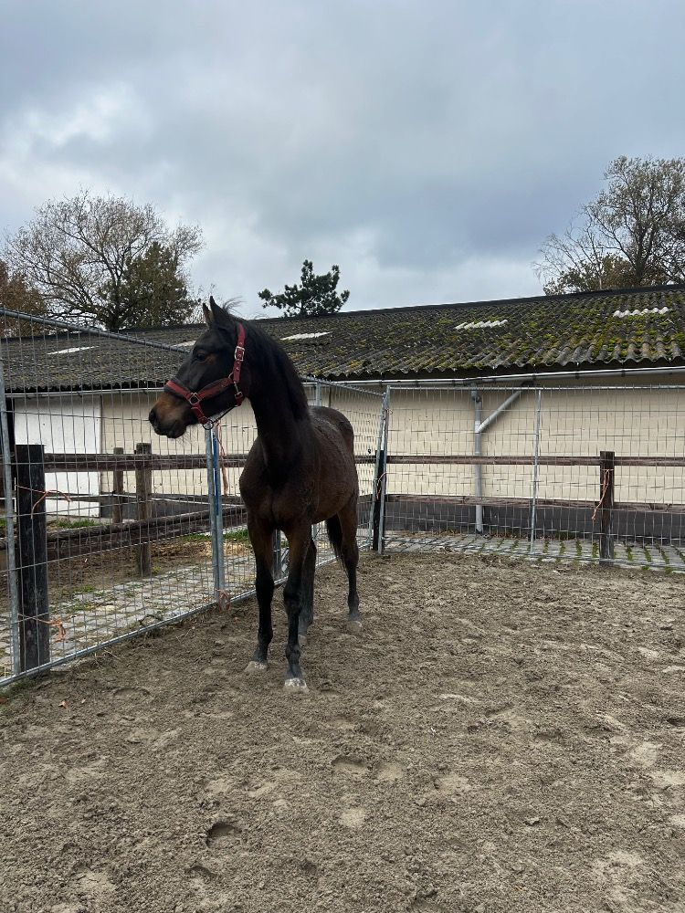 BWP springpaard Merrie 2 jaar Donkerbruin te koop - Foto 5