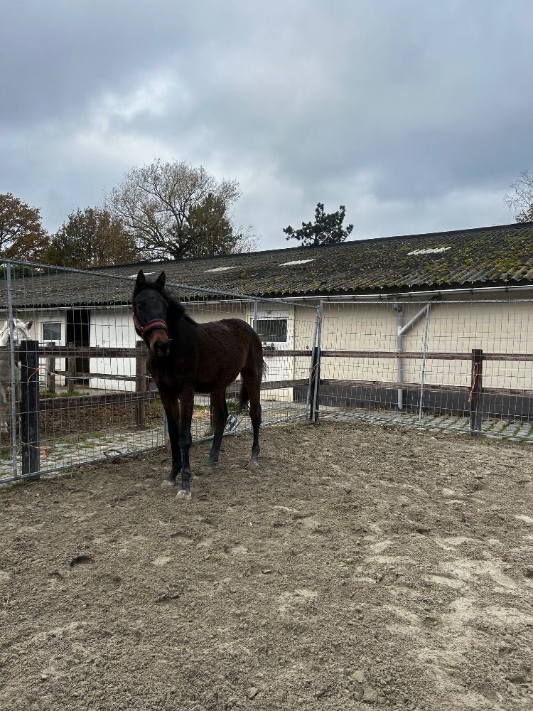 BWP springpaard Merrie 2 jaar Donkerbruin te koop - Foto 6