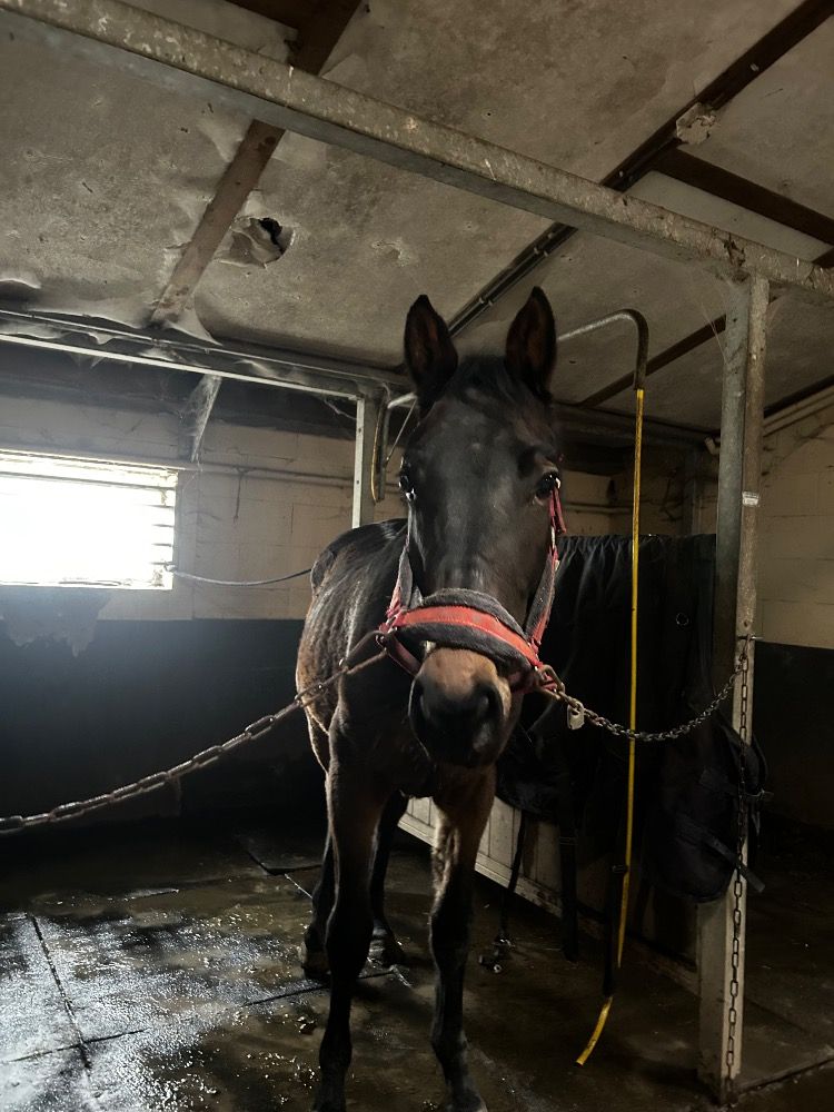 BWP springpaard Merrie 2 jaar Donkerbruin te koop - Foto 4