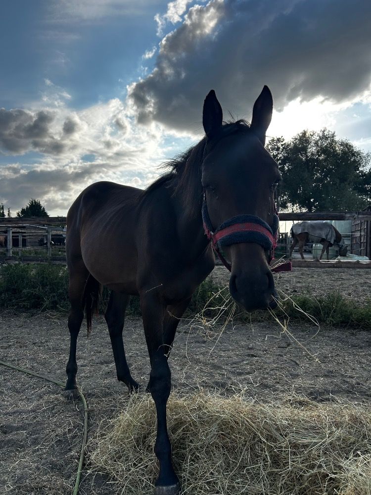 2 jarige merrie voor de springsport