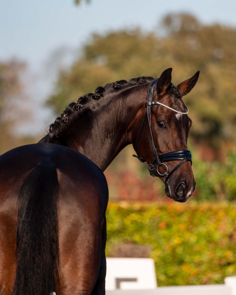 KWPN dressuurpaard Merrie 3 jaar Donkerbruin te koop - Foto 2