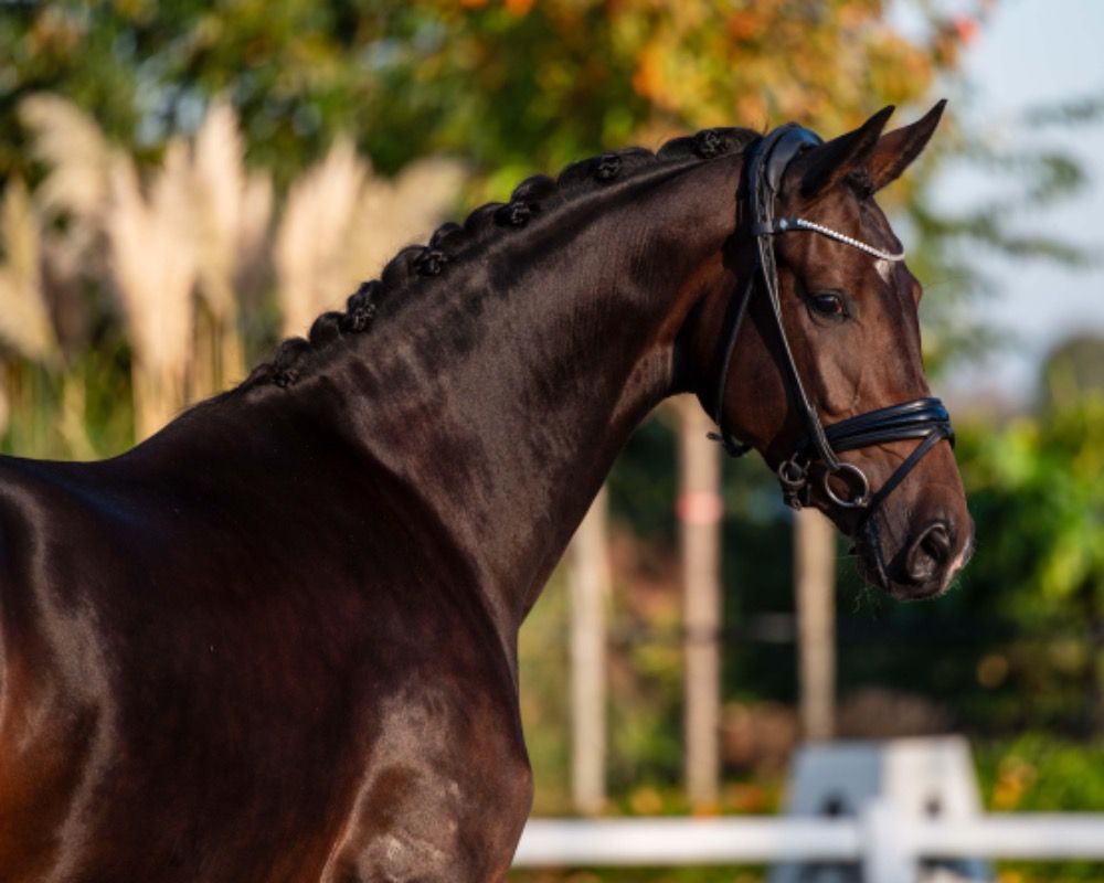 KWPN dressuurpaard Merrie 3 jaar Donkerbruin te koop - Foto 4