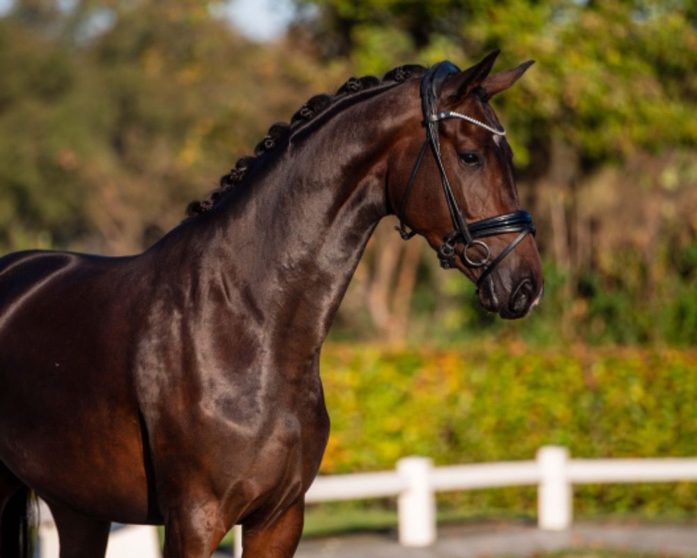 KWPN dressuurpaard Merrie 3 jaar Donkerbruin te koop - Foto 3