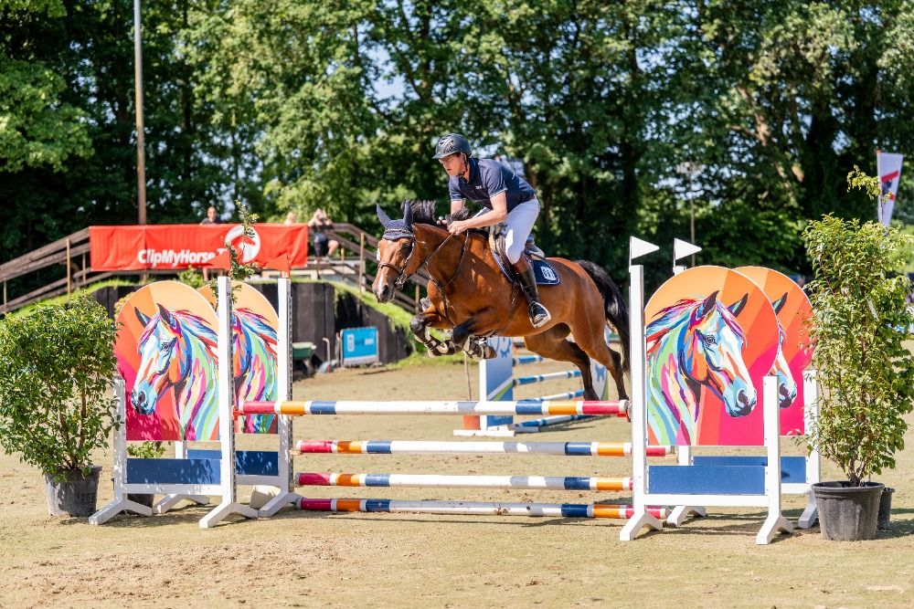 BWP springpaard Merrie 5 jaar Donkerbruin te koop - Foto 2